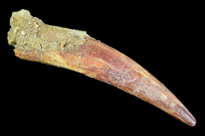 Pterosaur (Siroccopteryx) Tooth - Morocco #107954